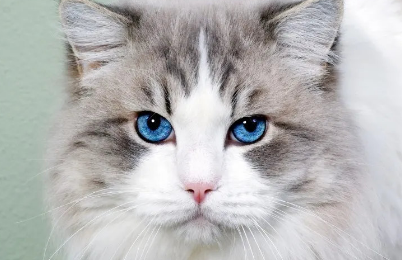 怎么看猫是不是得了猫癣 怎么看猫是不是得了猫癣