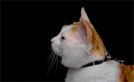 猫呼吸频率特别快怎么回事啊