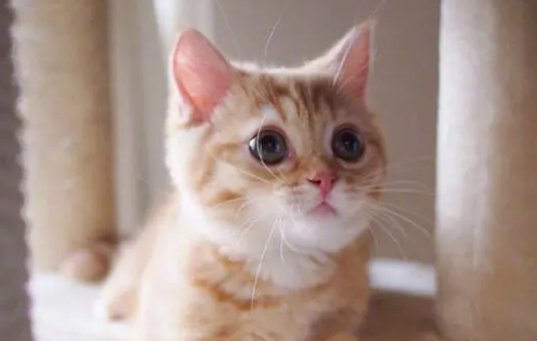 猫咪喝舒化奶还是羊奶比较好