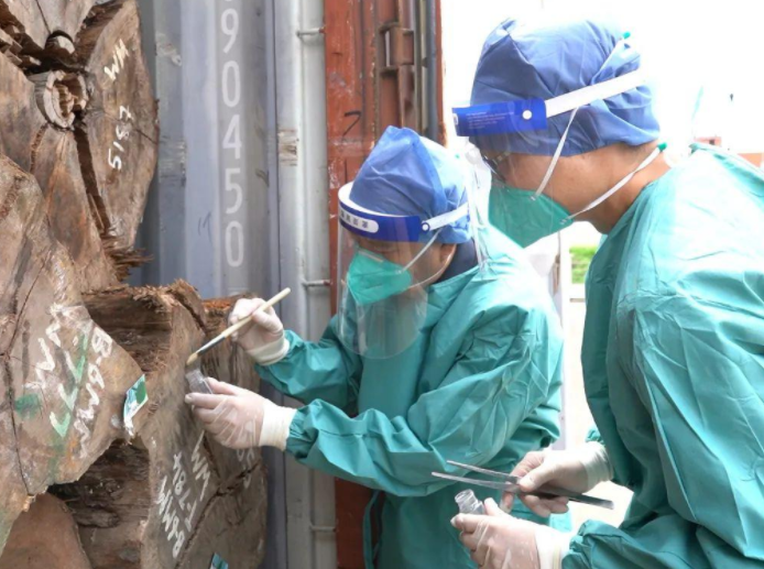 我国首次截获全球新物种蜚蠊 我国首次截获全球新物种蜚蠊