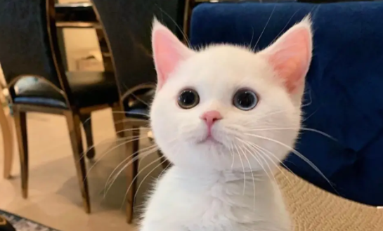 猫剧烈运动后张嘴喘气正常吗