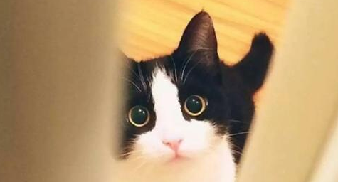 猫咪要生产前有什么表现