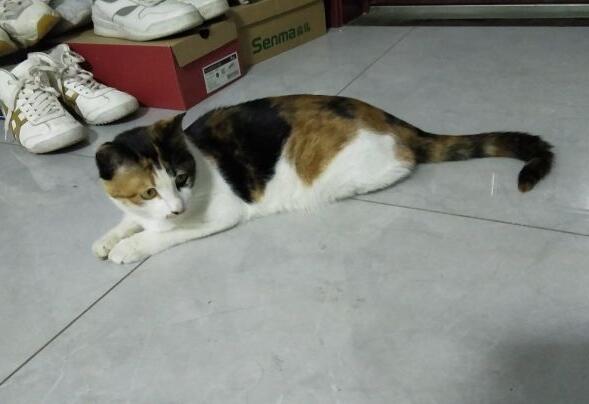 怀孕的猫为什么老趴在地上不动