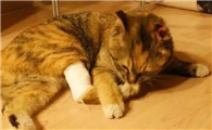 猫伤口化脓能自己好吗
