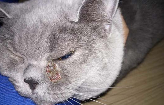 小猫喂驱虫药怎么喂