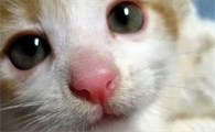 猫鼻子干怎么回事
