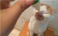 猫咪眼屎多用什么眼药水比较好