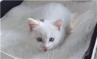 猫咪尿结石吃什么药效果好