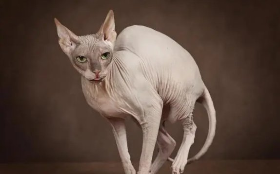 无猫毛叫什么名字 无猫毛叫什么名字