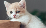 猫咪可以吃蛋白吗