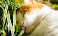 猫喝羊奶拉稀怎么办