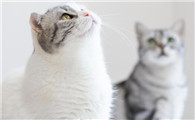 小猫几个月可以打疫苗驱虫药需要多少钱