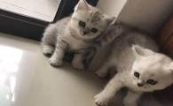 渐层猫是什么品种