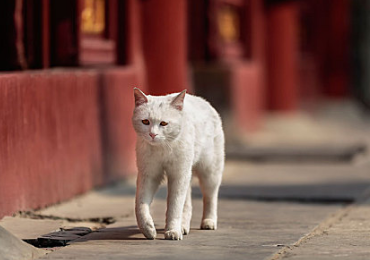 小奶猫一只眼睛睁不开怎么办 小奶猫一只眼睛睁不开怎么办