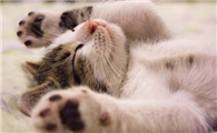 猫咪多大打针最合适