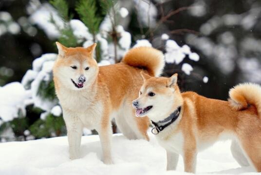 秋田犬容易接受新主人吗，怎么让它认主呢？