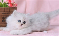 猫一个月发三次情正常吗