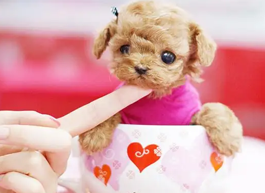 茶杯犬怎么形成的?答案或许有点残忍~ 茶杯犬怎么形成的?答案或许有点残忍~