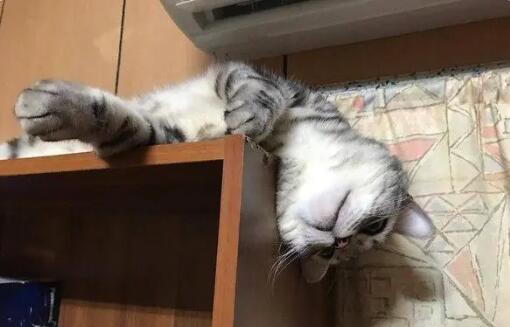 养幼猫开空调应该多少度，26度可以吗