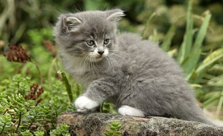 猫咪经常掉毛怎么办什么原因