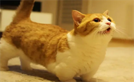 曼赤肯猫真的有基因缺陷吗?