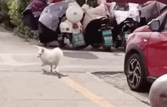 狗狗被过街老鼠吓到疯狂逃窜,老鼠还跳起来咬它,菜狗本狗! 狗狗被过街老鼠吓到疯狂逃窜,老鼠还跳起来咬它,菜狗本狗!
