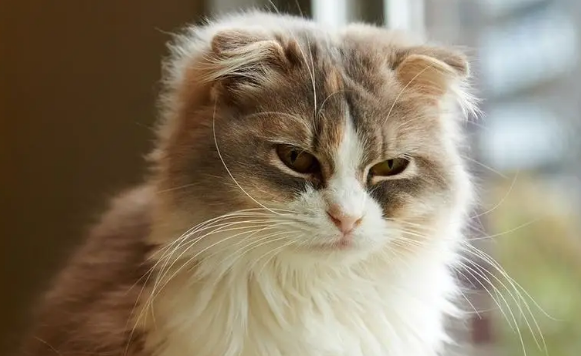 刚养的小猫咪一直叫个不停是怎么回事?一般是这3个原因 刚养的小猫咪一直叫个不停是怎么回事?一般是这3个原因
