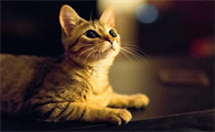 猫猫尿液是红色的是什么原因呢