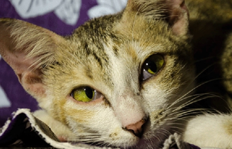 猫瘟是怎么引起的 猫瘟是怎么引起的