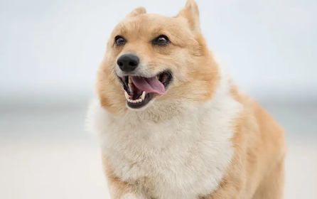 大三通柯基是什么意思?看完你就明白了!