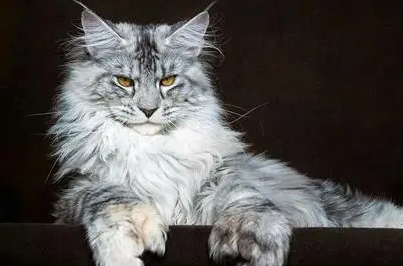 猫生完第二天呼吸急促怎么回事 猫生完第二天呼吸急促怎么回事