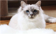 猫咪眼睛流脓是怎么回事儿