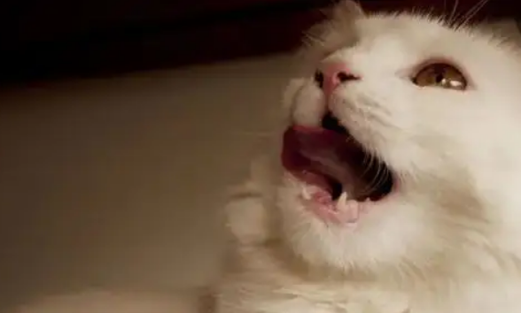 猫张嘴呼吸是什么原因?要分清是生理还是病理原因 猫张嘴呼吸是什么原因?要分清是生理还是病理原因