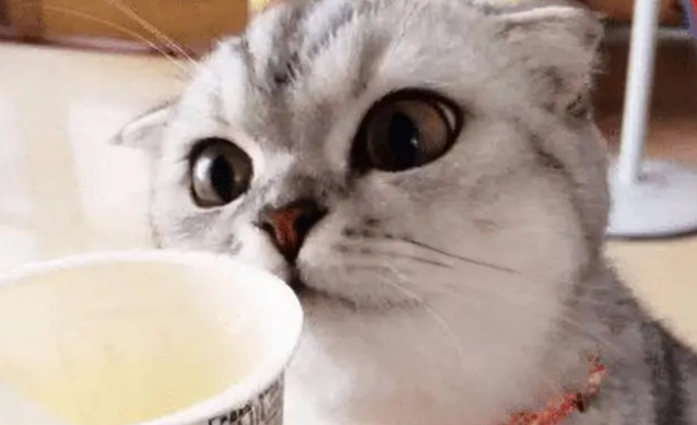 小猫吐黄水怎么回事