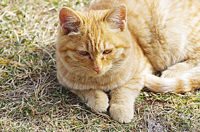 猫咪打完狂犬多久可以洗澡了 猫咪打完狂犬多久可以洗澡了