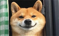 柴犬秋田犬区别在哪？来这看看就清楚了！