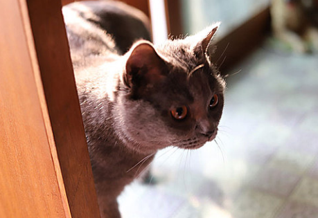 猫眼睛里有白色丝状物