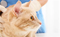 母猫生产后乳房多久恢复正常