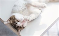猫会上火有什么症状表现