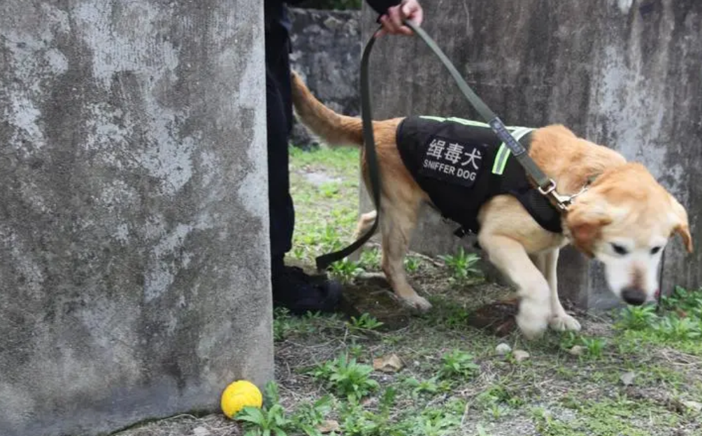 缉毒犬有这几个品种，你知道吗？