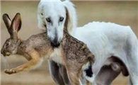 细狗幼犬怎么喂养
