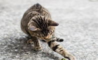 吸引猫过来的声音
