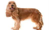 一文带你揭秘，可卡犬清理耳朵的小方法！