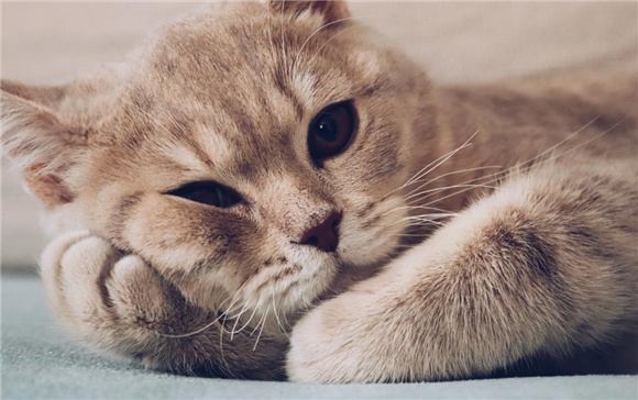 猫仰着躺着四肢发抖怎么办啊