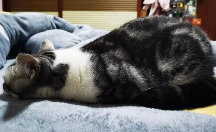 猫咪拉肚子怎么办?先分析原因,再采取正确对策! 猫咪拉肚子怎么办?先分析原因,再采取正确对策!