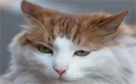 小猫眼睛有白色粘液