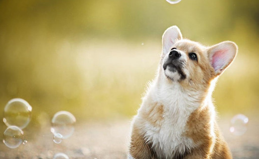 狗狗腹泻后要禁食多久才能恢复 狗狗腹泻后要禁食多久才能恢复