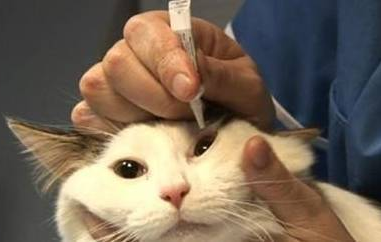 布偶猫眼睛红又流眼泪是怎么回事? 布偶猫眼睛红又流眼泪是怎么回事?