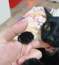 貓咪把主人當媽媽，一歲了還喜歡吮吸主人手指，主人無奈買了奶嘴