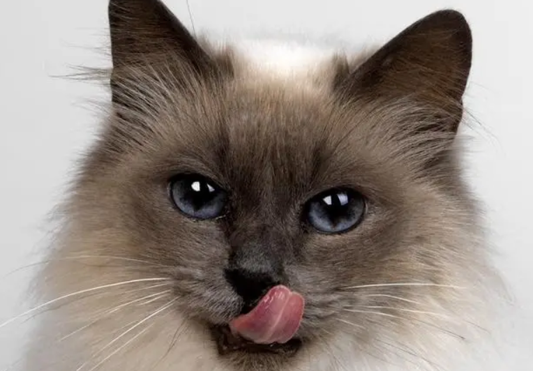 两个月的小猫可以吃鹌鹑蛋吗 两个月的小猫可以吃鹌鹑蛋吗